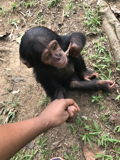 « L’île aux singes », une virée magique chez les chimpanzés | Cameroun